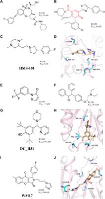 Recent advances of IDH1 mutant inhibitor in cancer therapy